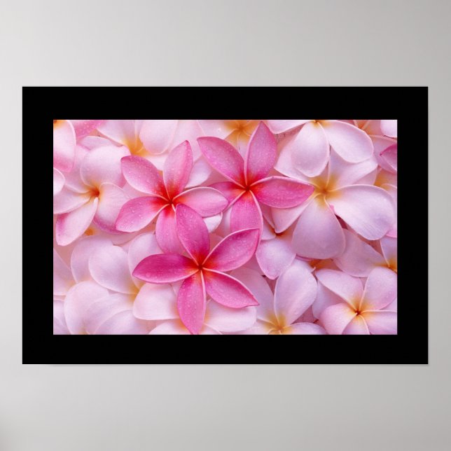 Poster de fleurs Plumeria (Devant)