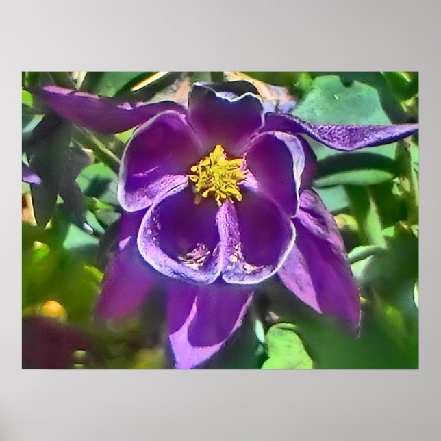 Poster de fleurs pourpre de columbine (Devant)