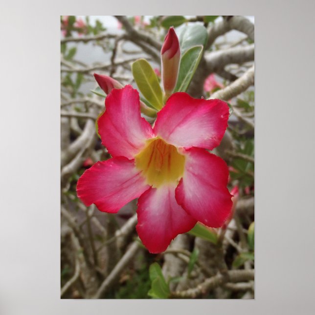 Poster de fleurs Roses du désert (Devant)