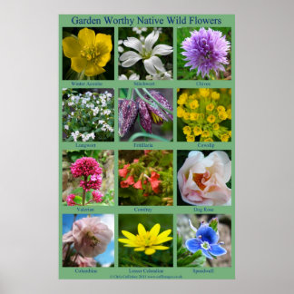 Poster de fleurs sauvages