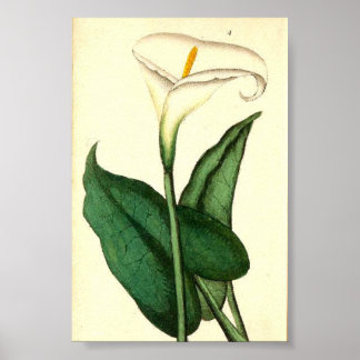 Poster de fleurs Vintages botaniques