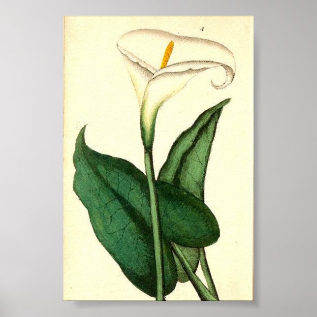 Poster de fleurs Vintages botaniques (Devant)