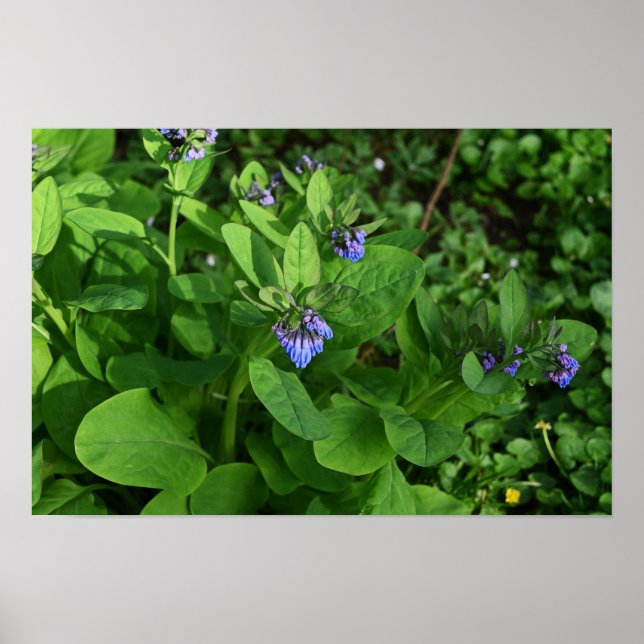 Poster de fleurs violettes (Devant)