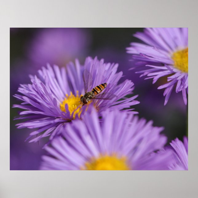 Poster de fleurs violettes (Devant)