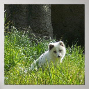 Poster de Fox Arctique