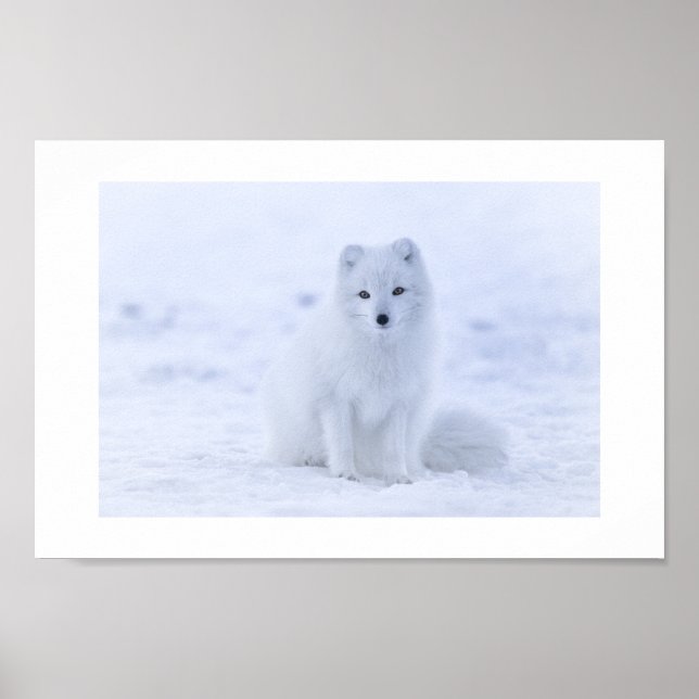 Poster de Fox Arctique (Devant)