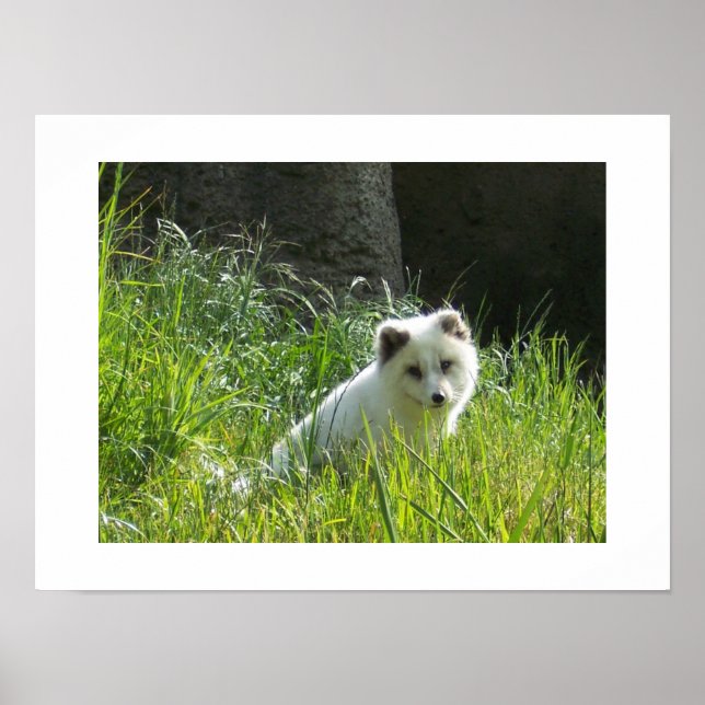 Poster de Fox Arctique (Devant)