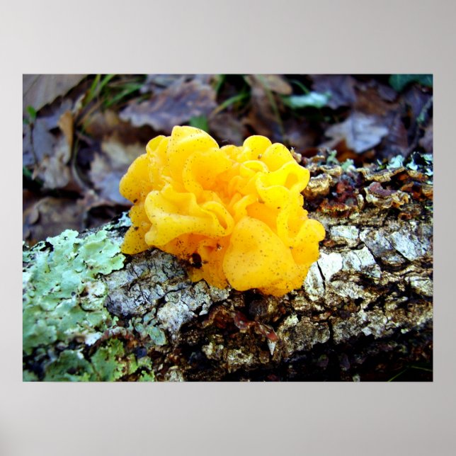 Poster de Fungi Tremella Mesenterica (Devant)