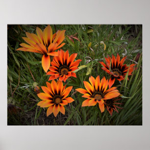 Poster de Gazanias orange et noir