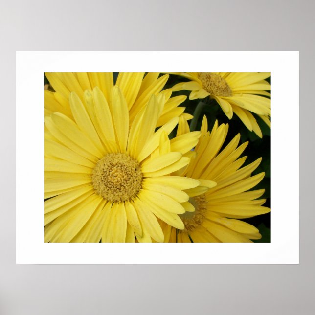 Poster de Gebera Daisies Jaunes (Devant)