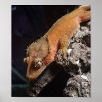 Poster de Gecko à crête rouge