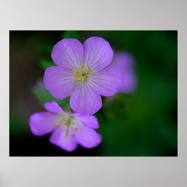 Poster de géranium sauvage (Devant)