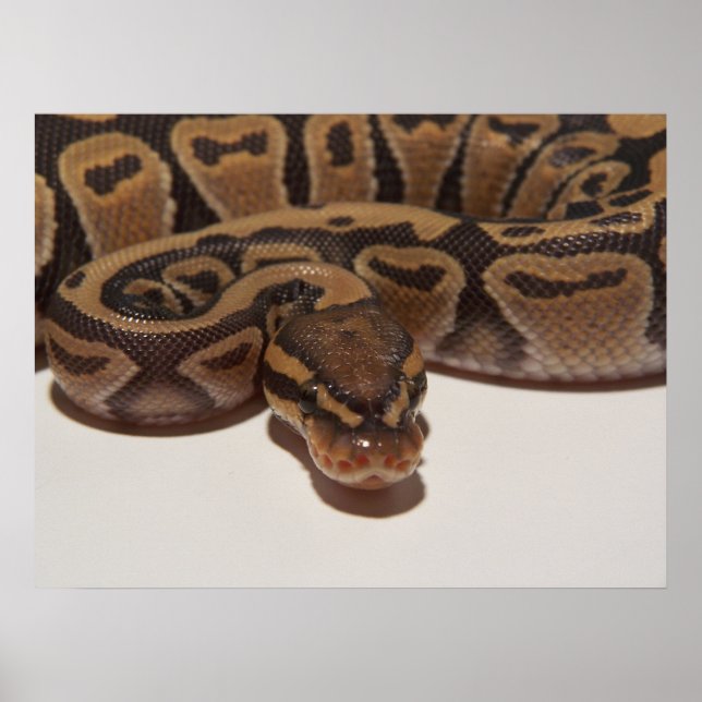 Poster de Ghost Ball Python (Devant)
