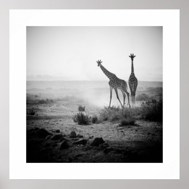 Poster de Giraffes (Devant)