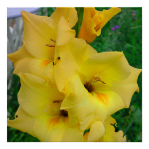 Poster de Gladiola jaune