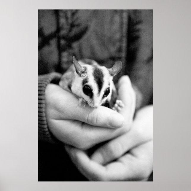 Poster de Glider de sucre (Devant)