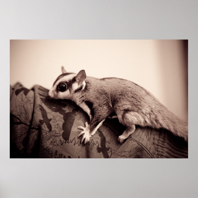 Poster de Glider de sucre (Devant)