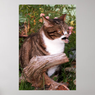 Poster de Goacat