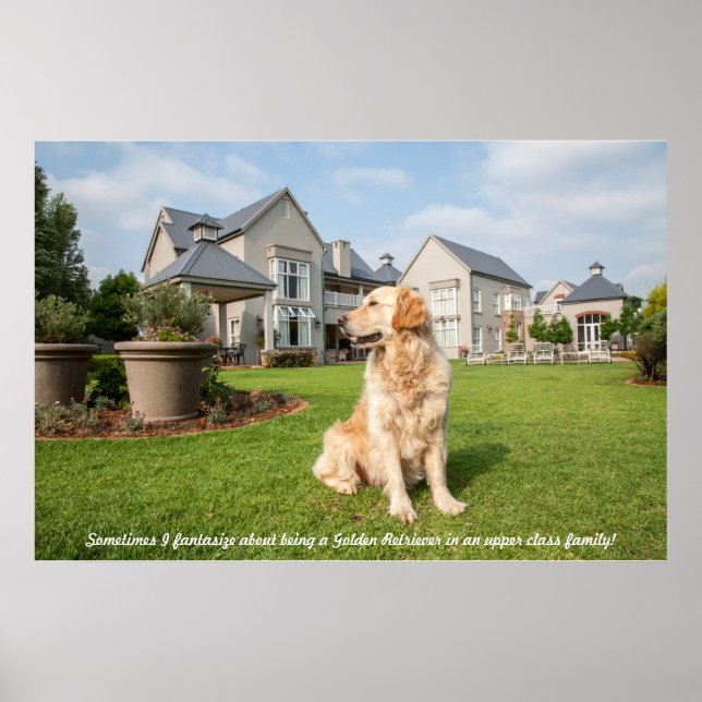 Poster de Golden Retriever dans le jardin avec une (Devant)