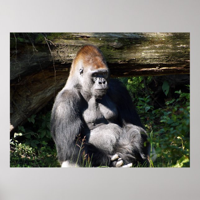 Poster de Gorilla à dos d'argent masculin (Devant)