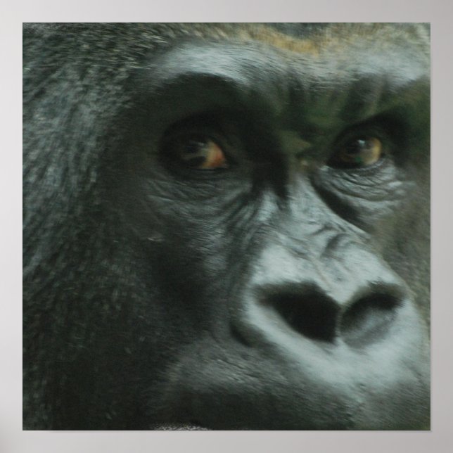 Poster de Gorilla in the Mist (Devant)