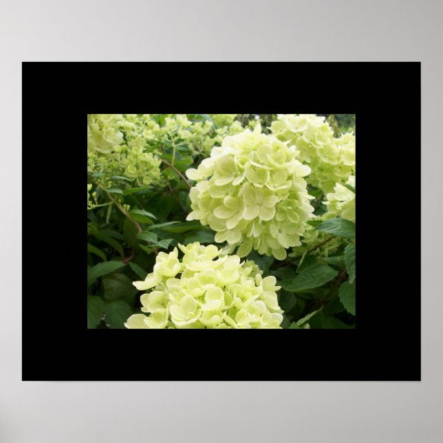 Poster de Green Hydrangeas (Devant)