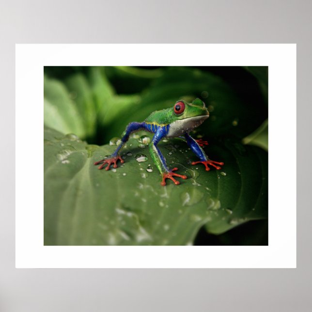 Poster de grenouille (Devant)