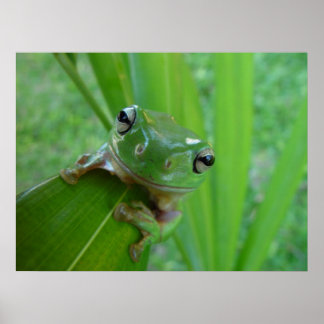 Poster de grenouille