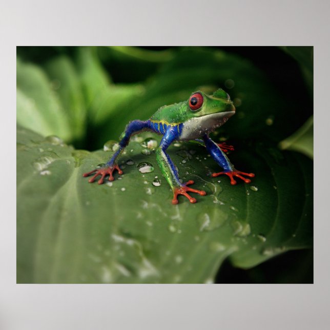 Poster de grenouille (Devant)