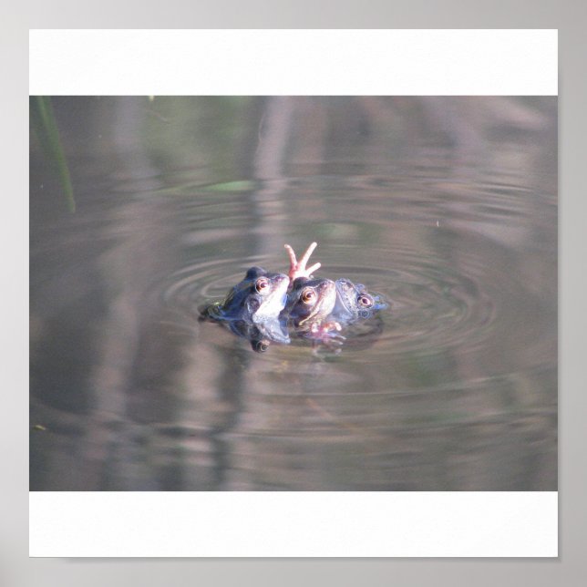 Poster de grenouille (Devant)