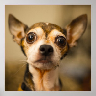 Poster de gros plan de Chihuahua mignon et drôle
