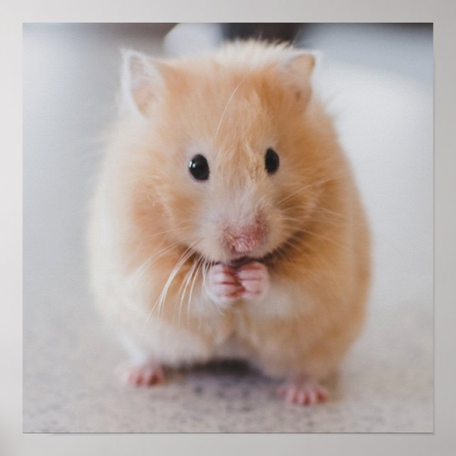 Poster de gros plan du mignon hamster (Devant)