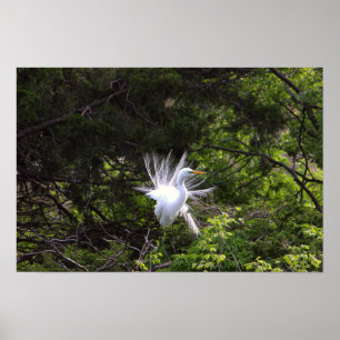 Poster de Heron Bird in Tree
