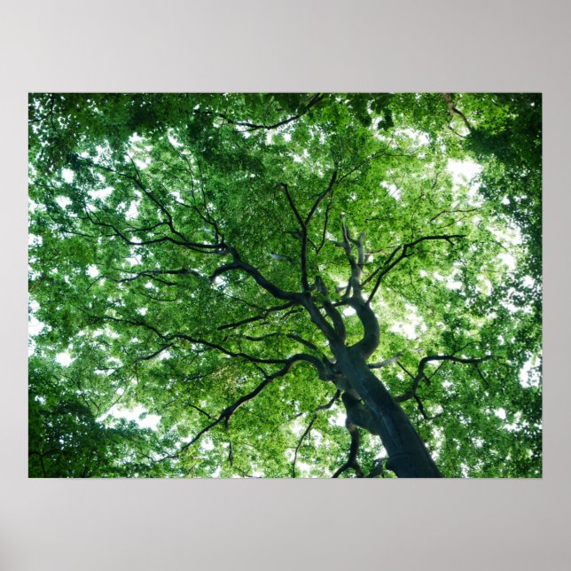 Poster de hêtre (Devant)