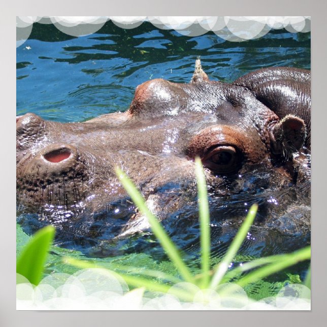 Poster de Hippo affamé (Devant)