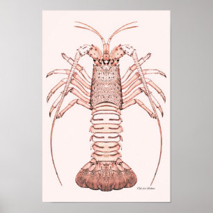 Poster de homard ~ Homard de roche