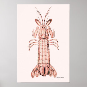 Poster de homard ~ Homard de roche