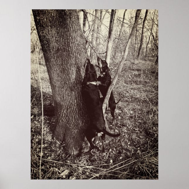 Poster de Hounds noir et tan (Devant)