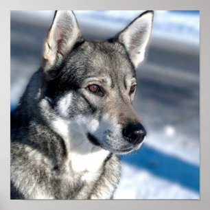 Poster de Husky dans Neige