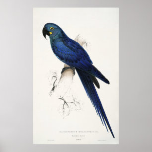 Poster de Hyacinth Macaw