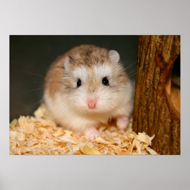 Poster de Ickle mignon (Devant)