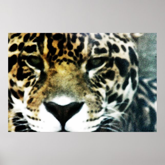 Poster de Jaguar (Devant)
