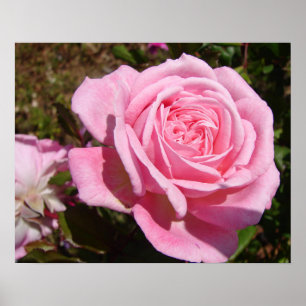 Poster de jardin rose rose Rose Fleur de printemps