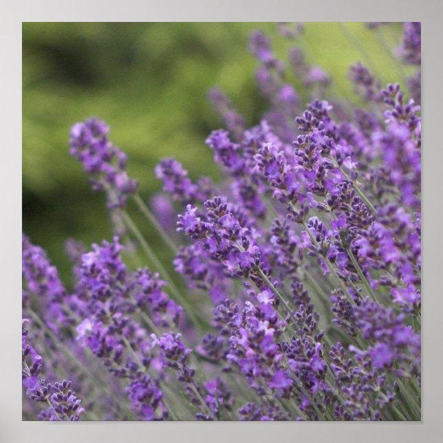 Poster de Jolie Lavender Fields (Devant)
