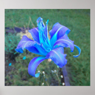 Poster de jour pourpre N turquoise