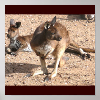 Poster de Kangaroos