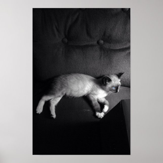 Poster de Kitten (Devant)