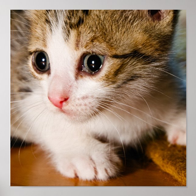 Poster de Kitten (Devant)
