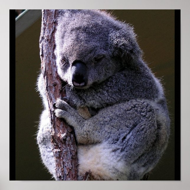 Poster de Koala in Tree (Devant)