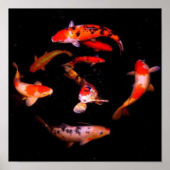 Poster de Koi (Devant)